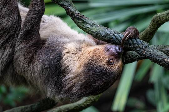 Investigating a suspicious branch (at the Singapore Zoo) | Scrolller