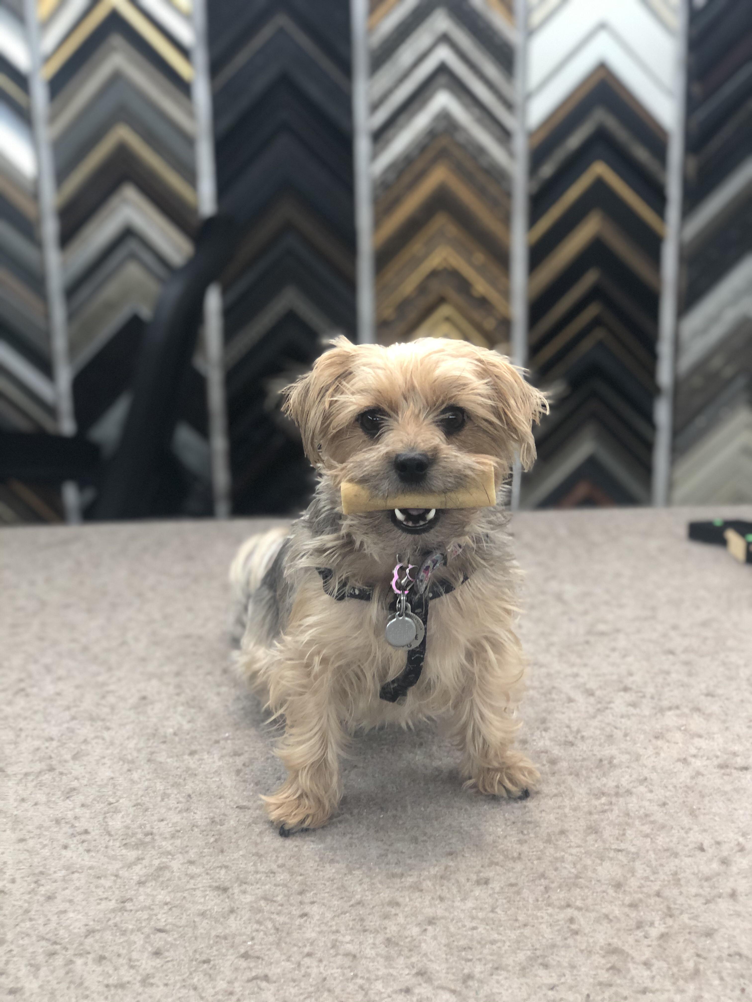 Teddy is ready for the Holidays ! | Scrolller